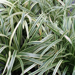 Ophiopogon jaburan 'variegata' 2.5L