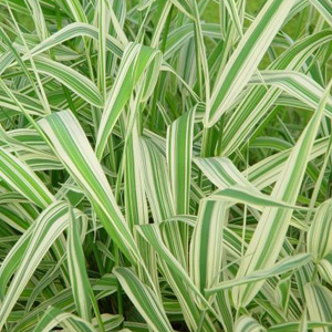 Phalaris arundinacea picta - Ribbon plant 2.5L