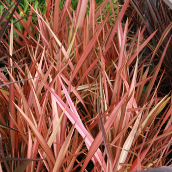 Phormium - Flamingo 2.5L