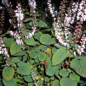 Plectranthus fruticosus 2.5L