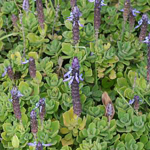 Plectranthus neochilius 2.5L