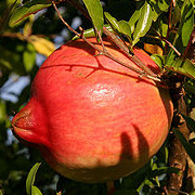 Pomegranate - Punica granatum - 5L
