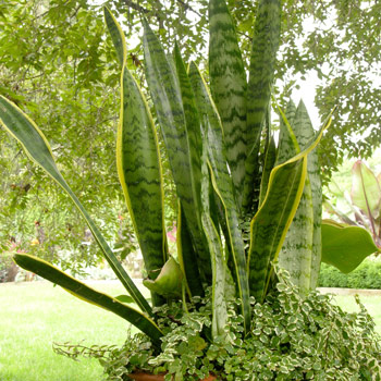 Sansevieria trifasciata - Mother-in-law's tongue 5L