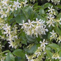 Trachelospermum jasminoides - Star jasmine 2.5L