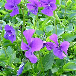 Viola cornuta - Violet bush 2.5L