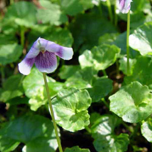 Viola hederacea - Australian violet 2.5L