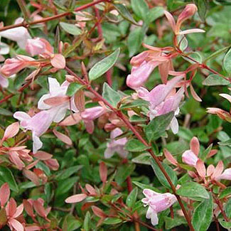 Abelia x grandiflora - Edward Goucher 5L