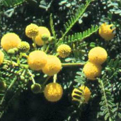 Acacia karoo - Sweet thorn 20L