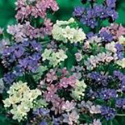 Anchusa - Dawn Mixed (Seed Pack)