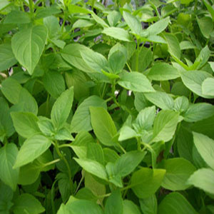 Basil - Lemon (Seed Pack)