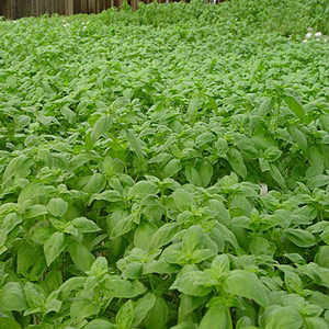 Basil - Sweet (Seed Pack)