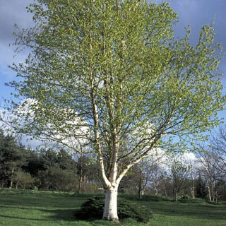 Betula pendula - Silver birch 40L