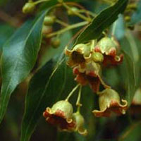 Brachychiton populneum - Bottle tree (Narrow Leaf) 5L