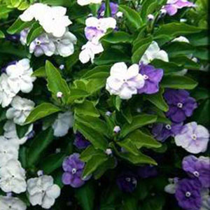 Brunfelsia pauciflora - Yesterday, today and tomorrow 20L