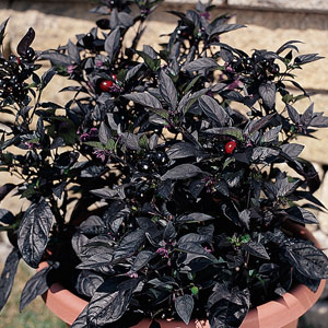 Capsicum - Ornamental peppers 15cm pot
