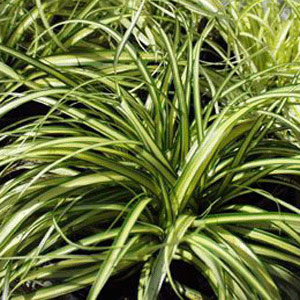 Carex evergold (tray of 45)