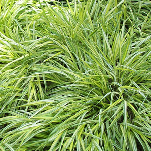 Carex morrowii 'variegata' - variegated 2.5L