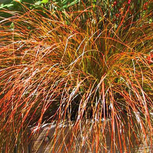 Carex testacae 2.5L