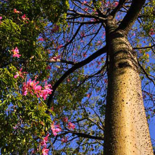 Chorisia speciosa - Brazil kapok tree 20L