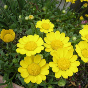 Chrysanthemum - Shasta daisy 2.5L