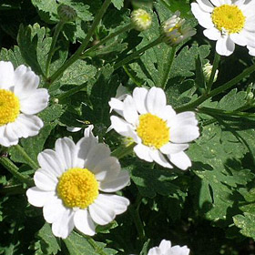 Chrysanthemum - Shasta daisy 2.5L