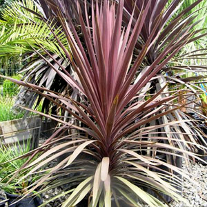 Cordyline atro purpurea 40L