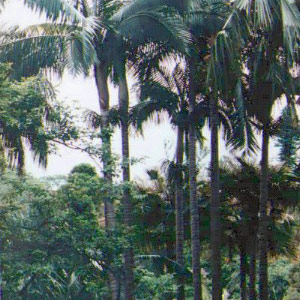 Dictyosperma album - Hurricane palm EOG 4m