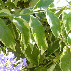 Duranta repens 'gold - Golden dewdrop 20L