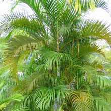 Chrysalidocarpus lutescens - Golden Bamboo Palm 13.5L