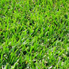 Bermuda / Kweek Lawn (Seed Pack)