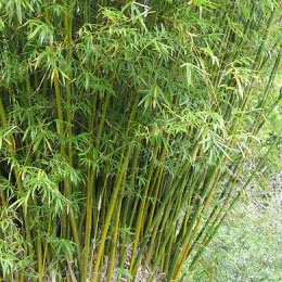 Bambusa glaucescens - Hedge Bamboo 2.5L