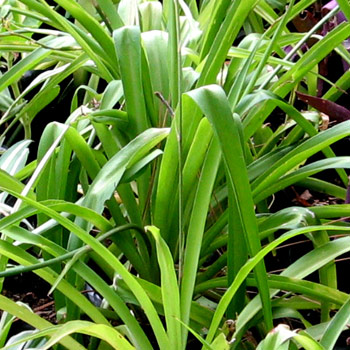 Chlorophytum comosum 'Green Hen & Chick' 2.5L