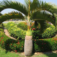 Hyophorbe lagenicaulis - Bottle palm EOG 4m
