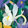 Iris (Dutch) - White (25 bulbs)
