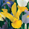 Iris (Dutch) - Yellow (25 bulbs)