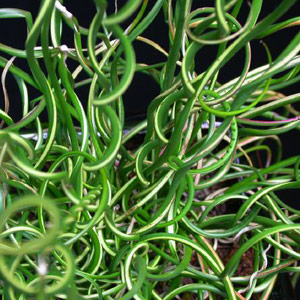 Juncus effesus spiralis - Corkscrew rush 2.5L