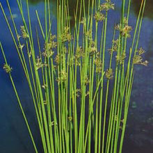 Juncus effusus 2.5L