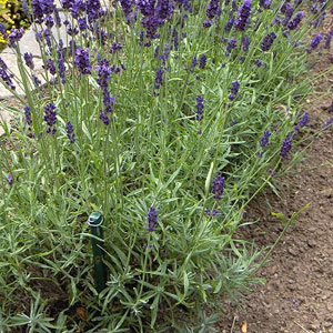 Lavandula angustifolia - English Lavender (Margaret Roberts) 2.5