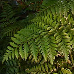 Rumohra adiantiformis - Leather Leaf Fern 2.5L