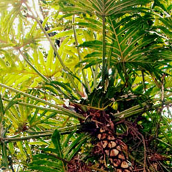 Philodendron bipinnatifidum - Tree Philodendron (15cm Pot)
