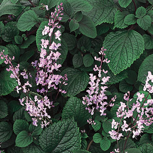 Plectranthus ciliatus 2.5L