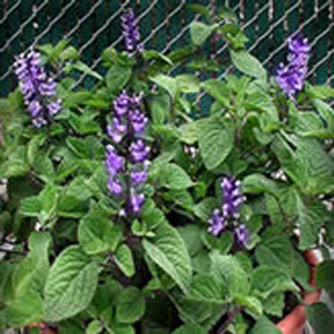 Plectranthus Zuluensis 2.5L