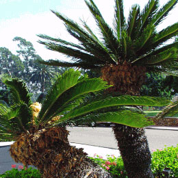 Cycas revoluta - Japanese Sago Palm 100L