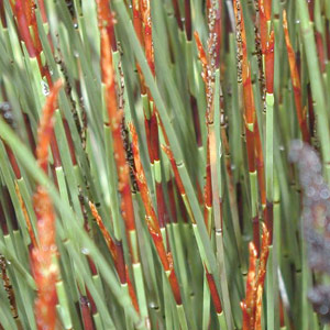 Chondropetalum tectorum - Western Cape Thatching Reed 2.5L