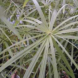 Cyperus involucratus - Umbrella Grass 2.5L